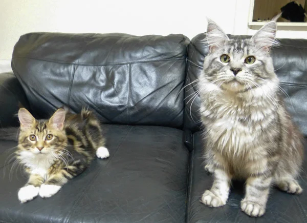 Best buddy Maine Coons from Day 1