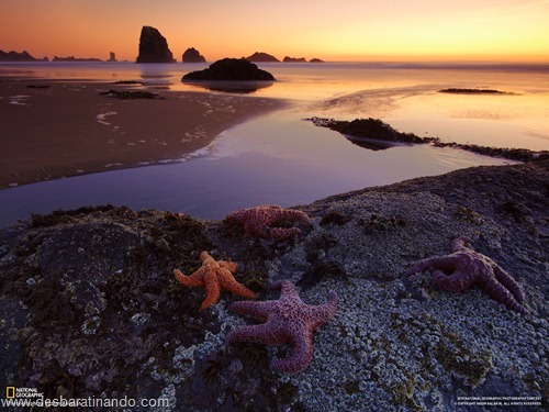 wallpapers national geographic desbaratinando (31)