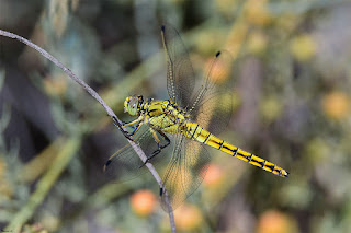 libelula-centinela-culinegra-orthetrum-cancellatum-libelula-azul-hembra-