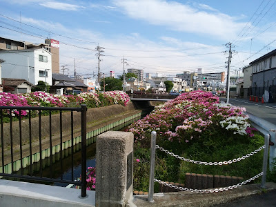 寝屋川沿いのつつじ