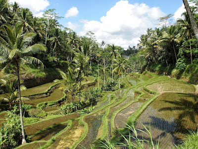 terrace-tegalalang-ubud