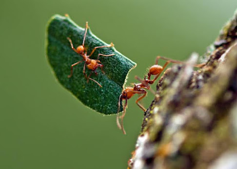 Leaf Cutter Ants are one of the strongest animals in the world.