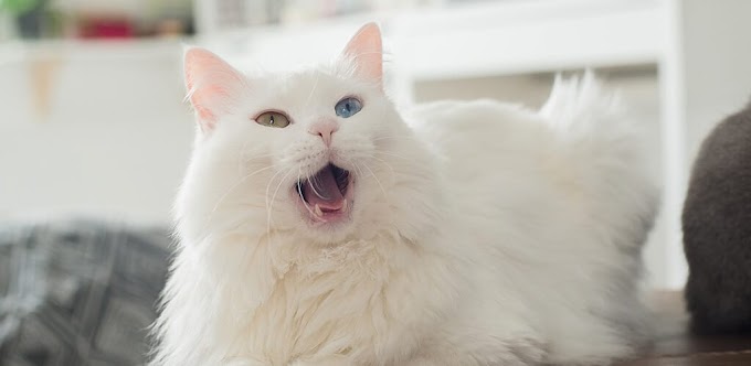 Os 10 miados mais fofos e engraça de gatos