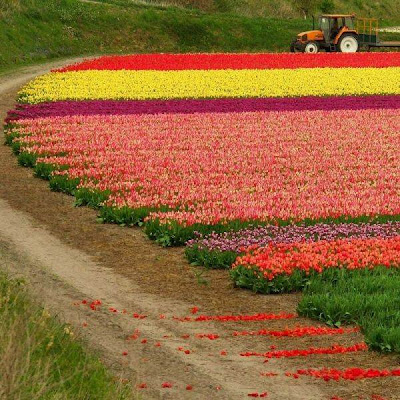 Tulip fields Netherlands