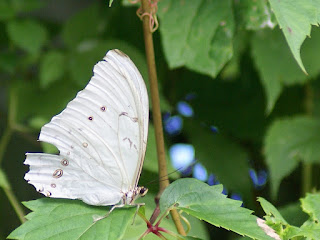 Morpho polyphemus - Morpho blanc - Morpho Polyphème