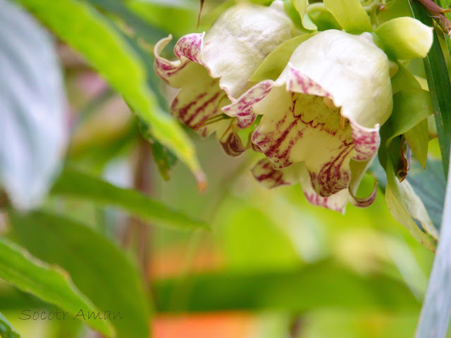 Codonopsis lanceolata
