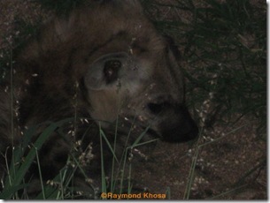 KING OF JUNGLE 002
