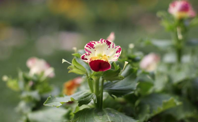 Monkey Flowers