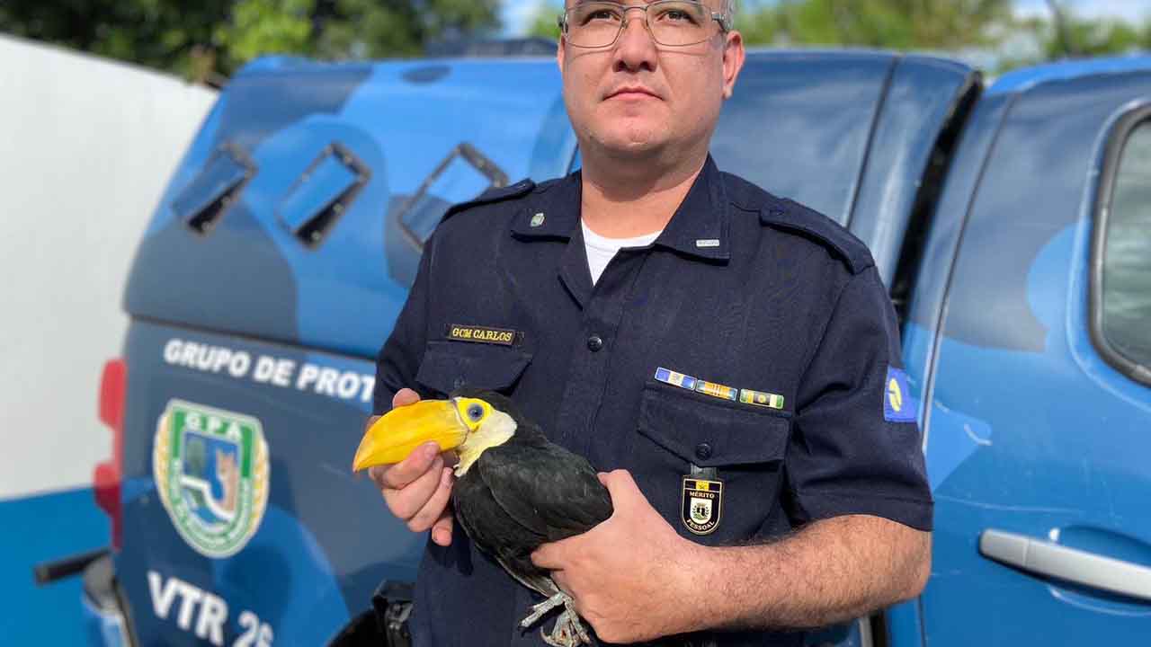 Falcão Americano e Tucano são resgatados pela GCM em Botucatu