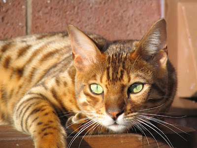 Kucing Bengal lucu