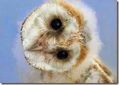owl
