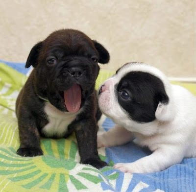 French Bulldog Puppies