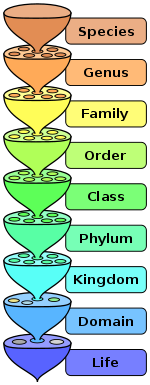 Diagram Urutan Klasifikasi Organisme