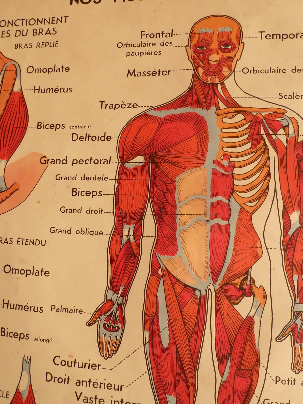 Total Muscles In The Human Body? : Nerves Lower Extremity Leg - Human Body Help : Muscles form about 40% of the total body however, the question here is which is the strongest muscle in the human body.