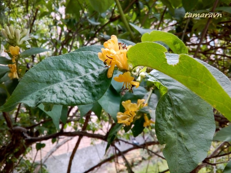 Жимолость Фердинанда (Lonicera ferdinandi)