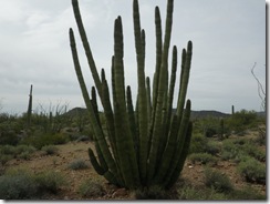 IMGP2647