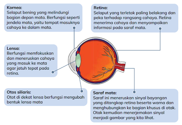 Bagian dalam mata