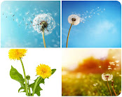 الهندباء (Dandelion)