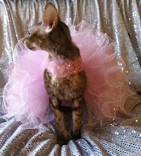 Coco the Couture Cat in Pink Pageant Gown