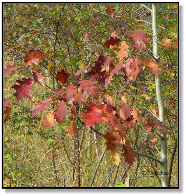 Herbstlaub