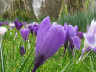 Purple crocus Altamont gardens