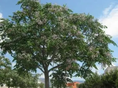 Dicas e cuidados para o Cinamomo ou Melia azedarach Árvore-santa