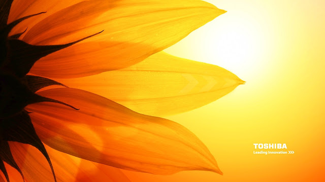 Toshiba sunflower HD Wallpaper