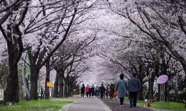 Chiêm ngưỡng mùa hoa Anh Đào ở Hàn Quốc 2020 tuyệt đẹp