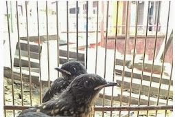 Burung Murai Jadi ATM Menawan