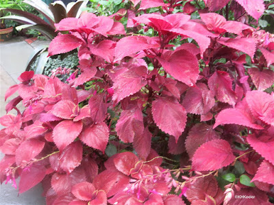 plant with red leaves