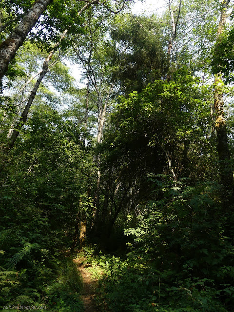 red alder reaching high