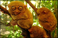 Tarsier in Bohol