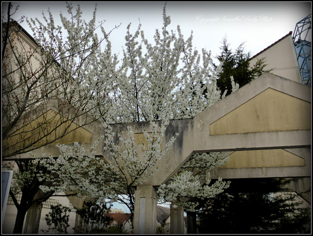 Cerisier en fleurs Versailles Jussieu