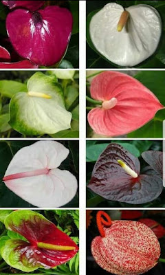 زهرة الأنثوري او النحام Anthurium 