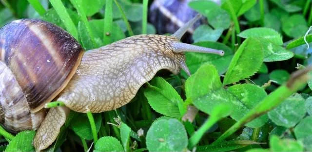 SNAIL FARMING BUSINESS, ITS PROS AND CONS