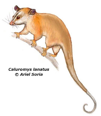 Cuica lanosa Caluromys lanatus
