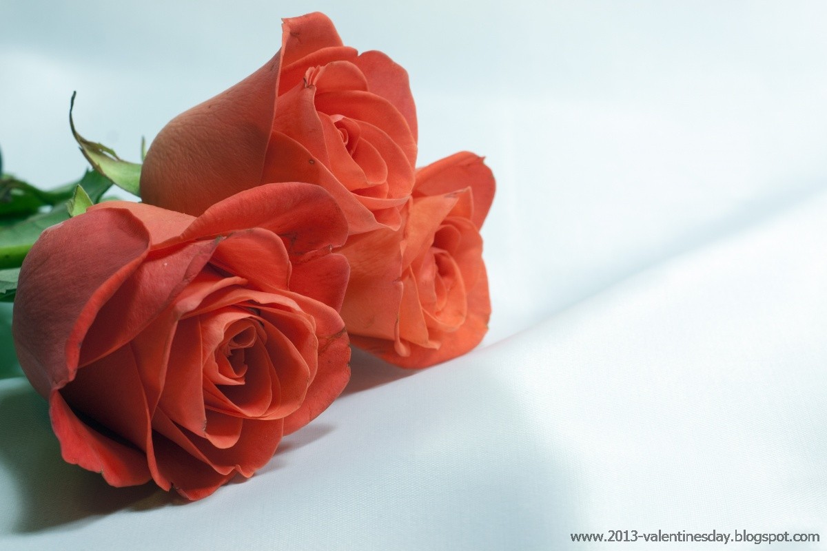 15. New Latest Happy Rose Day 2014 Hd Wallpapers