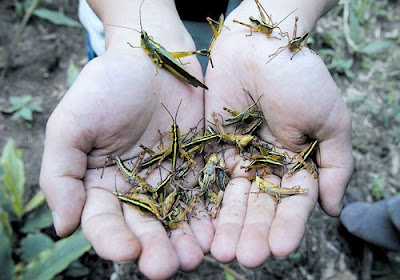 locusts plaguing a bamboo forest