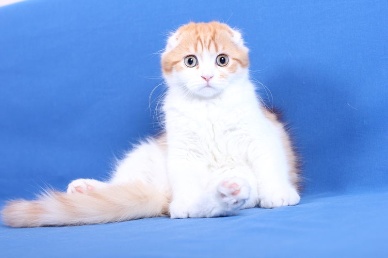Mengenal Kucing  Scottish  Fold  kucing  dengan daun telinga 