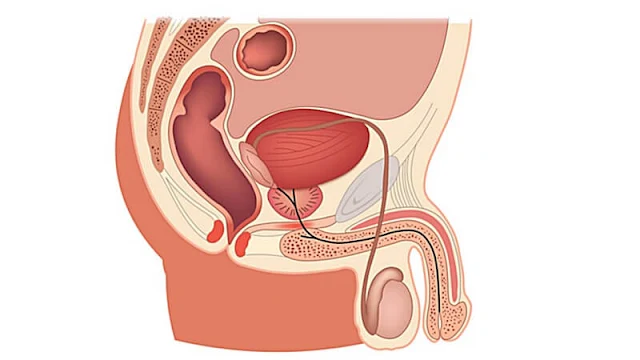 testicule anatomie