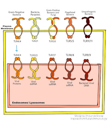 TLR TYPES DIAGRAM BY SHAUNAK R, INSPIRED FROM KUBY IMMUNOLOGY - REPLICO