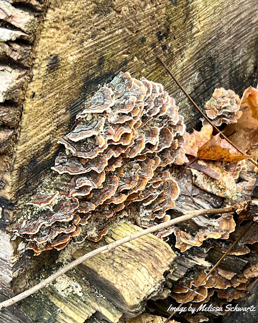 Fungus and late fall leaves create interesting nature scenes on the forest floor at Oriole Grove Forest Preserve.