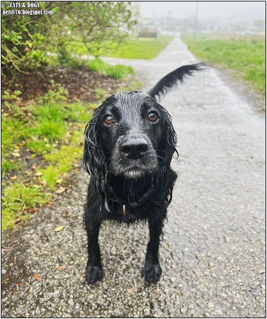 cocker spaniel