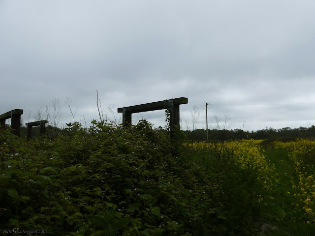 07: wooden squares buried in blackberries