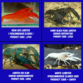 red neon, red claw, white lobster, yabby lobster