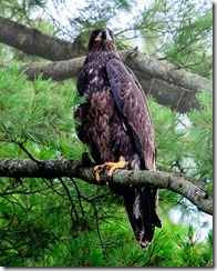 Juvenile Bald Eagle