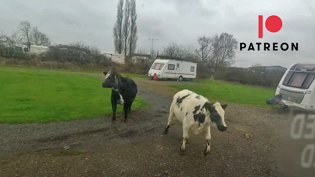 Cows ESCAPE into CAMPSITE! #vanlife