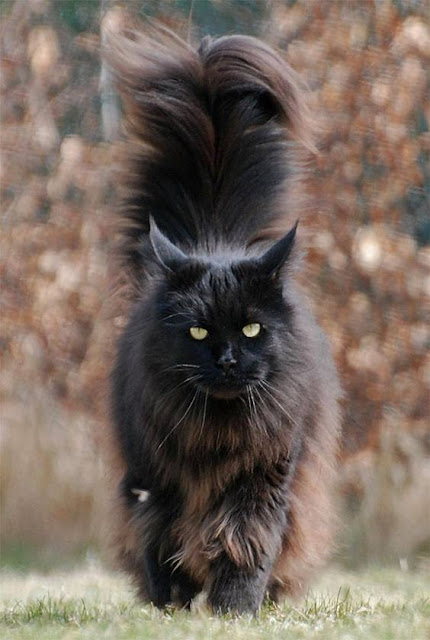  Five Interesting Facts About Maine Coon Cats