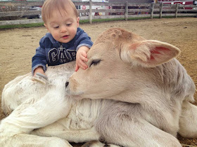 Funny animals of the week - 9 May 2014 (40 pics), cute animals, animal photos, baby cow being brushed by human baby