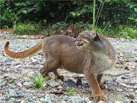 Kucing Merah Kucing Kalimantan atau Kucing Borneo Borneo Bay Cat, Bay Cat, Bornean Bay Cat, dan Bornean Marbled Cat